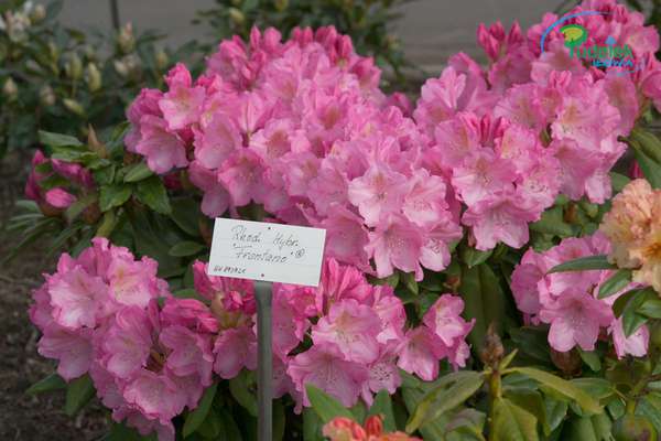Rhododendron Frentano